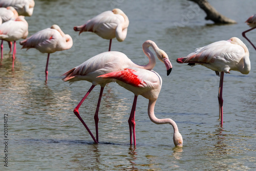 flamingos in the Camargue