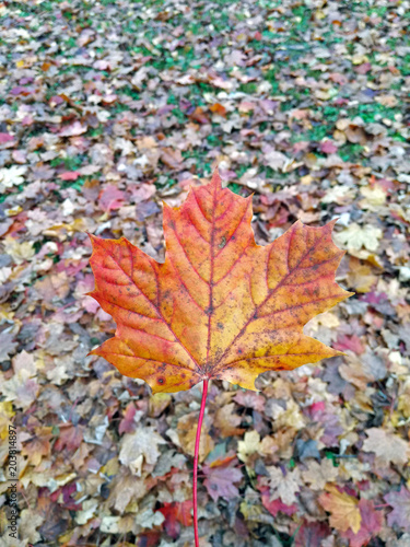 Autumn colorful leaf, fall leaves on ground in background.