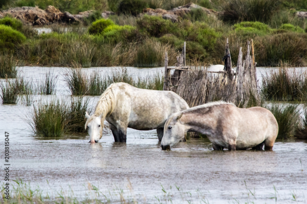 Fototapeta premium wild horses in Camargue
