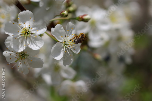 The bee collects pollen from the blossoming cherry. Selective focus, blurred background