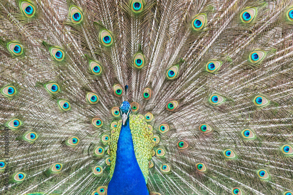 Obraz premium Eleganz