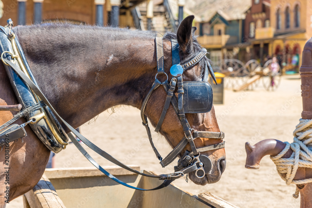 Obraz premium Working horse with blinders