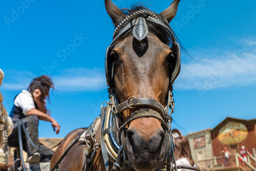 Working horse with blinders