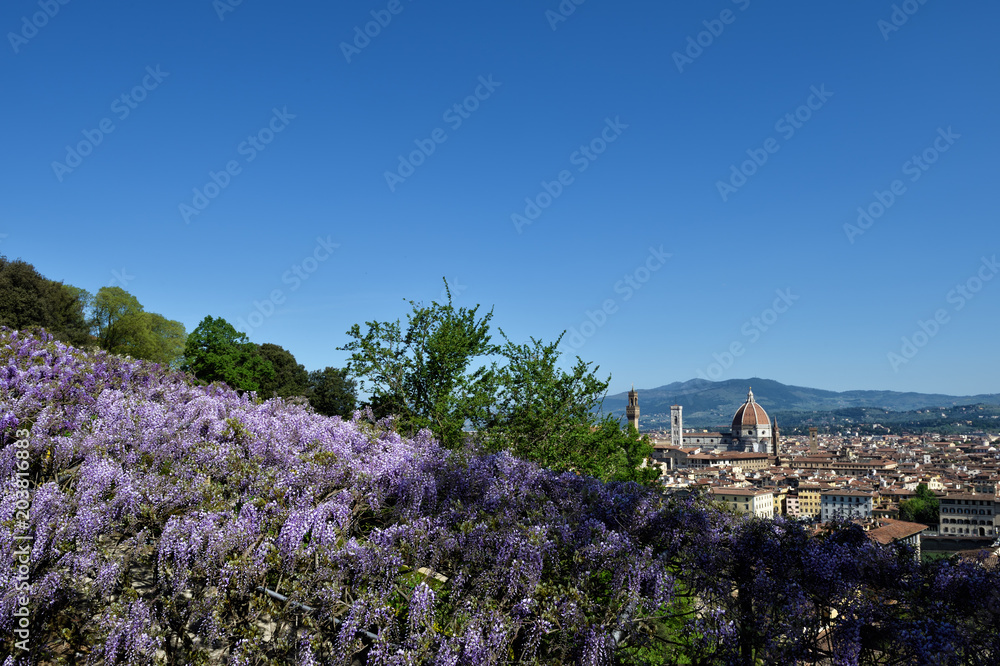 Naklejka premium Colors flowers spring from Florence / Lovely Nature