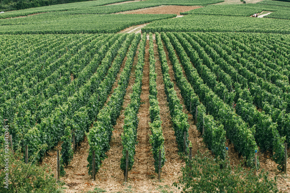 Wine region in france