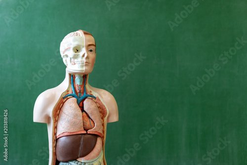 Artificial human body model. Biology class. Anatomy teaching aid. Education concept. photo