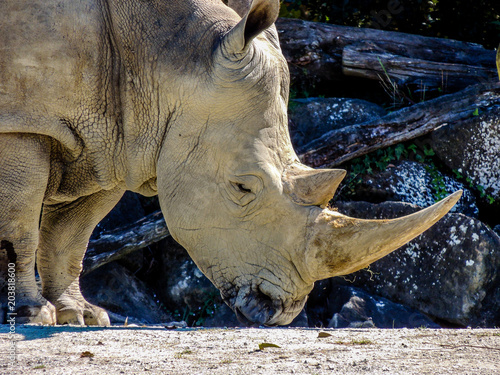 Northern White Rhino with large horn, Auckland Zoo, Auckland, New Zealand photo