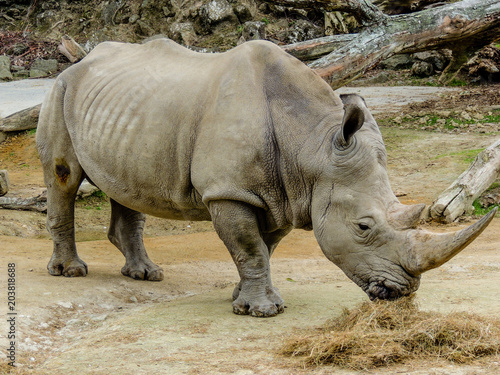 Northern White Rhino with large horn, Auckland Zoo, Auckland, New Zealand