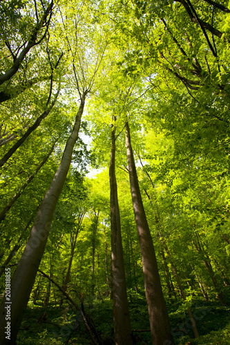 Fototapeta Naklejka Na Ścianę i Meble -  Forest scenery. Bieszczady National Park, Poland, Europe
