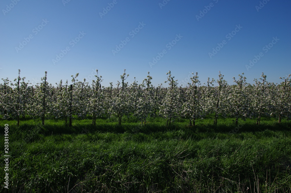 Obraz premium Apfelplantage