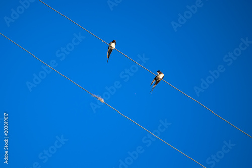 Birds resting and washing on cable wire in clear blue sky background
