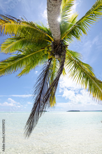 Fototapeta Naklejka Na Ścianę i Meble -  Palme auf Aitutaki