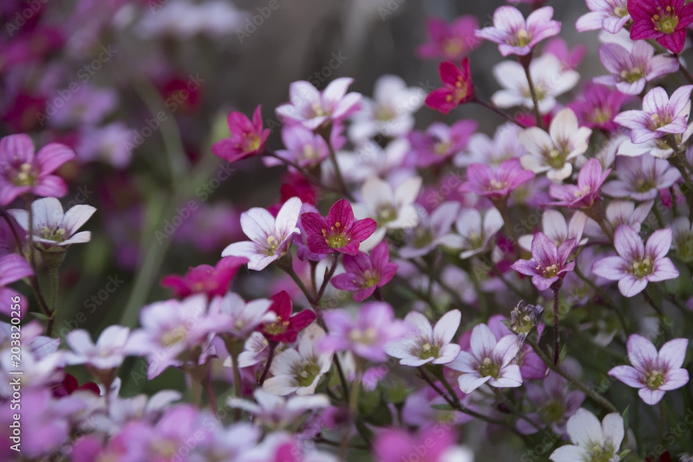 Beautiful colourful flowers close up Beautiful colourful flowers close up