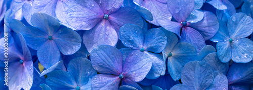 Fundo com flores azuis