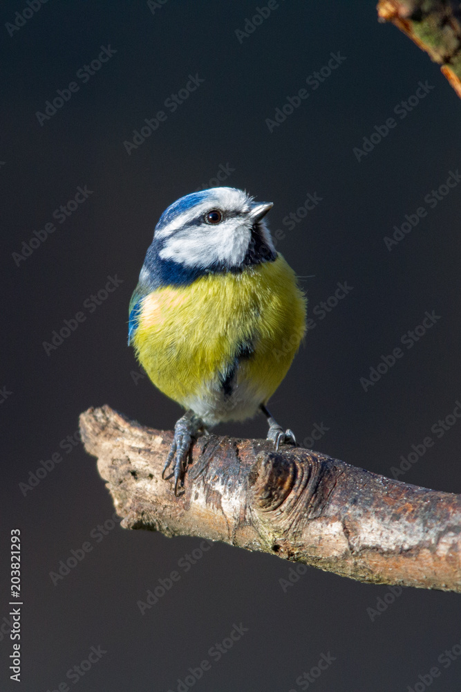 Obraz premium Blaumeise (Cyanistes caeruleus) im Winter im Naturschutzgebiet Mönchbruch bei Frankfurt, Deutschland.