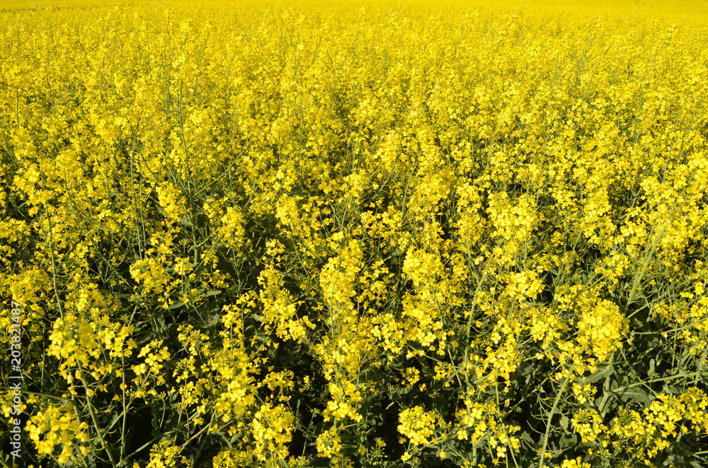 Pola rzepaku niedaleko Krakowa/Colza fields near Cracow, Lesser Poland, Poland Pola rzepaku niedaleko Krakowa/Colza fields near Cracow, Lesser Poland, Poland