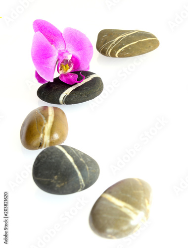 A line  of stones with pink orchid isolated on white background