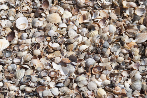 Background of shells