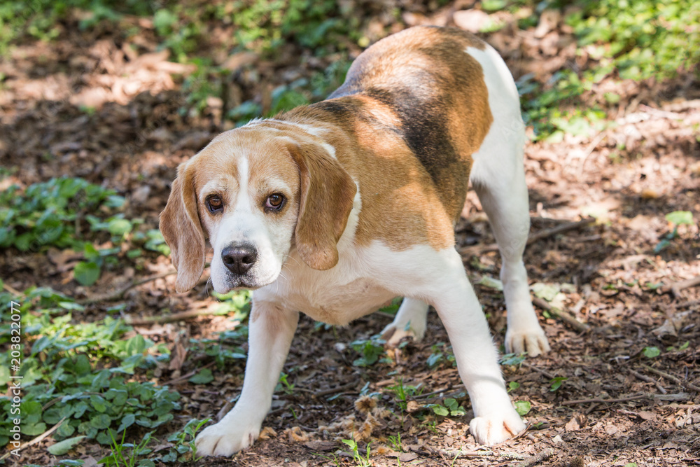 Beagle dogs for adoption in Belgium