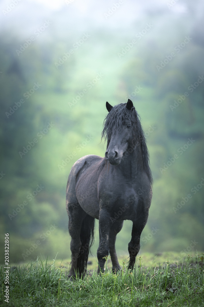 Étalon noir dans la brume Étalon noir dans la brume