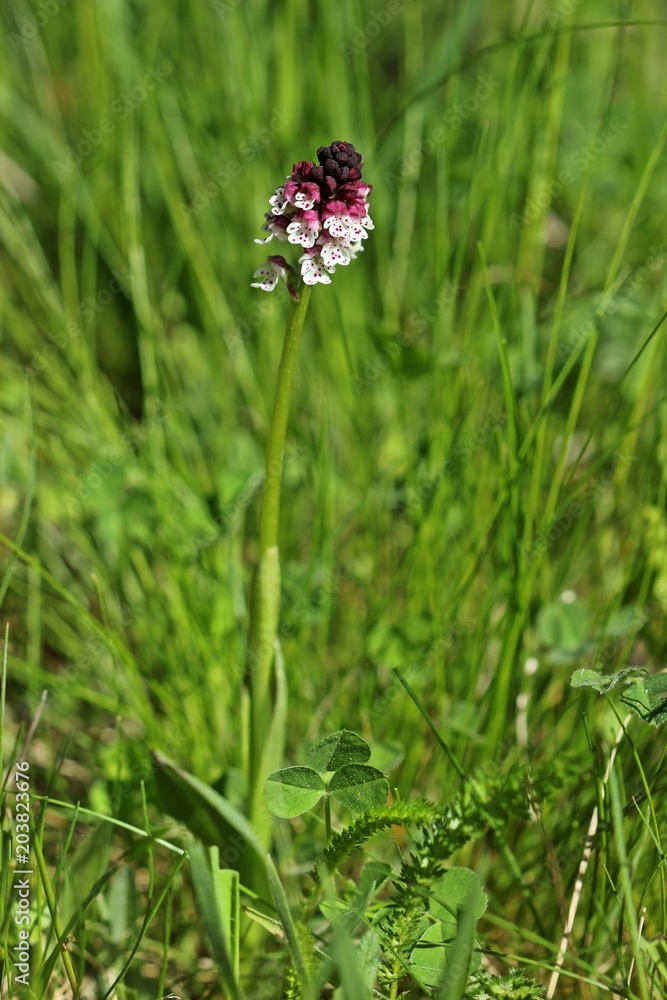 Fototapeta premium Brand-Knabenkraut (Neotinea ustulata)
