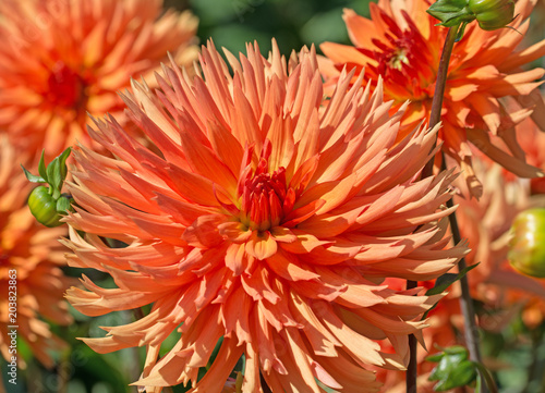 Fototapeta Naklejka Na Ścianę i Meble -  Dahlien, Dahlias