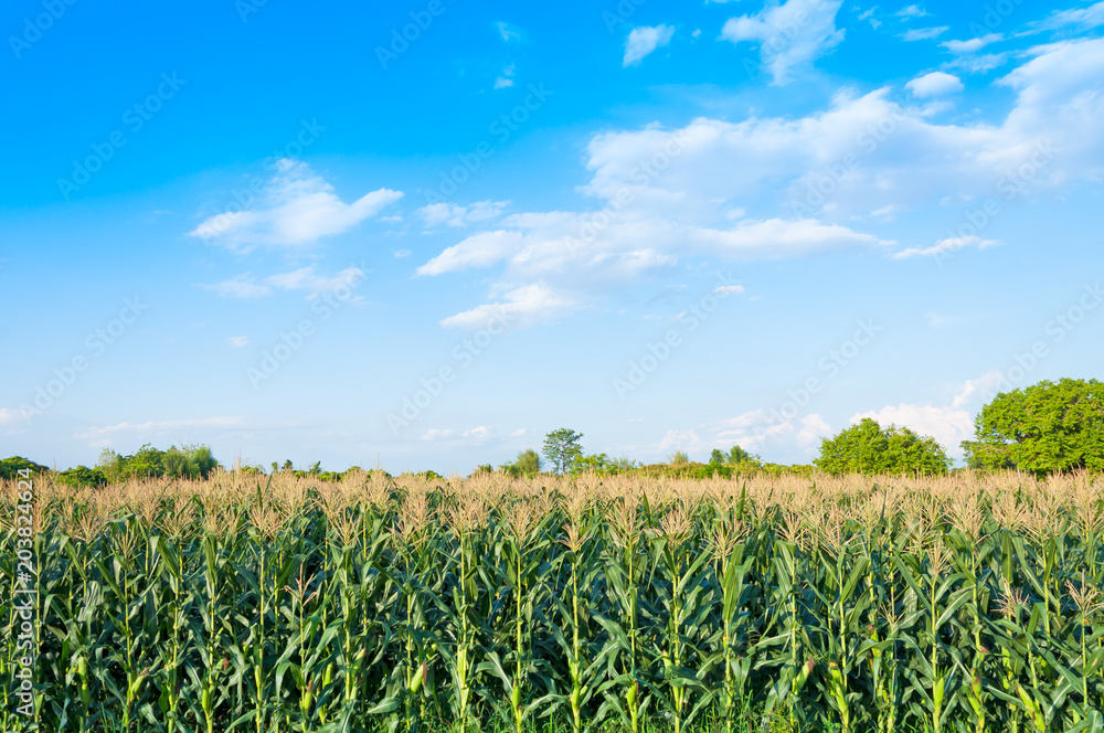 Corn field in clear day, Corn tree at farm land with blue cloudy Sky