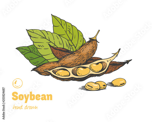 Soybean hand drawn illustration set
