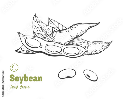 Soybean hand drawn illustration set
