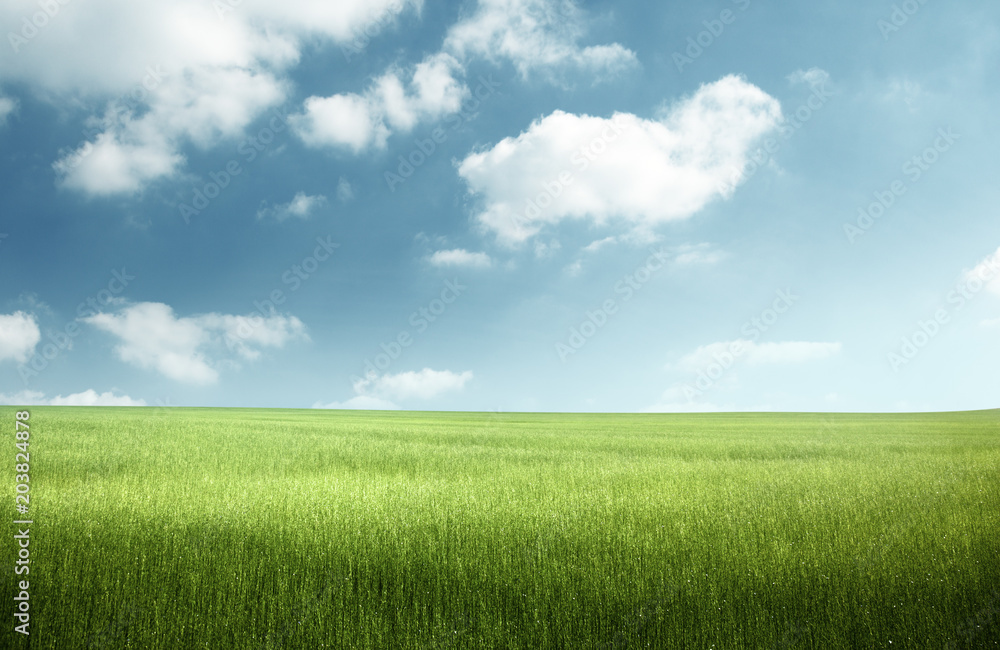 field of spring grass field of spring grass