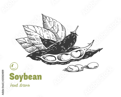 Soybean hand drawn illustration set
