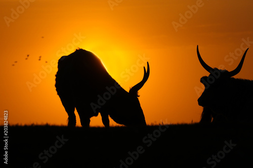 Silhouette of two long horn cows on sunset