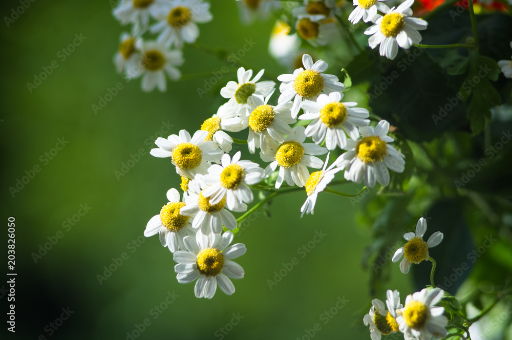 a bouquet of bright spring flowers of various types a bouquet of bright spring flowers of various types