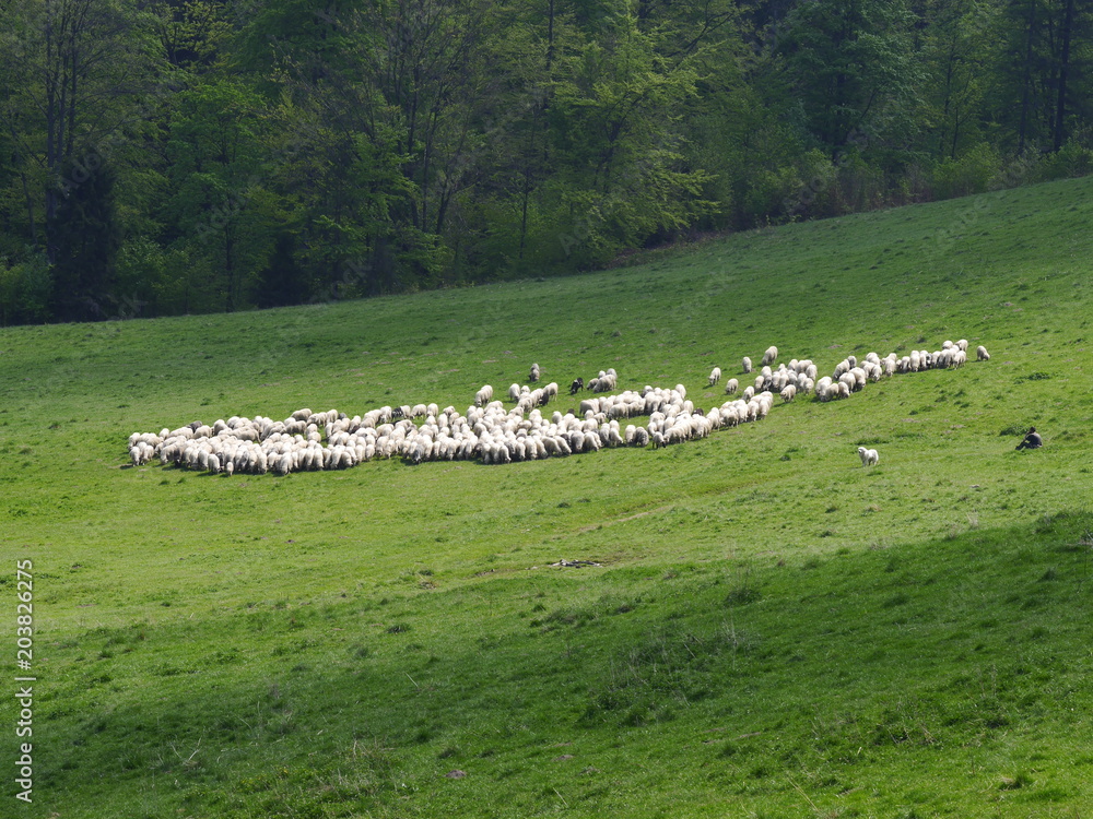 Naklejka premium Pieniny.owce przy szlaku na Wysoką