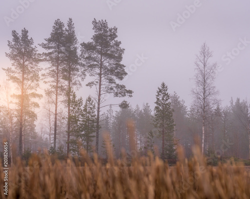 swedish pine forest with sun rising up, thick fog looks very blurry makes everything out of of focus