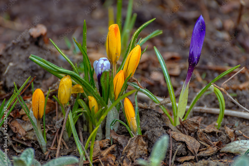 Obraz premium Crocus flowers in the spring.