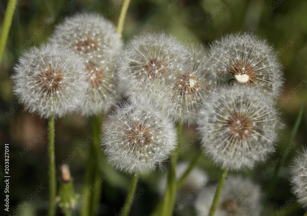white dandelions in spring garden white dandelions in spring garden
