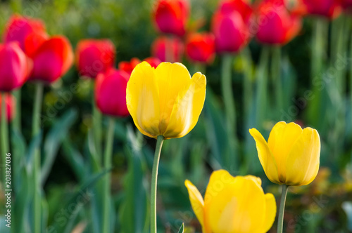 colorful tulips in early spring in the garden