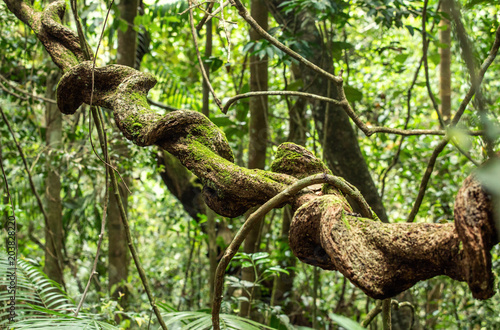 liana in rainforest Sinharaja, Sri Lanka