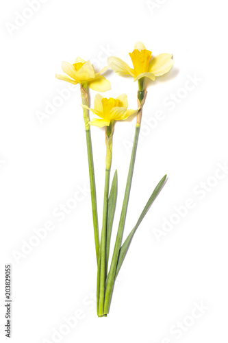 Three Daffodils. Yellow narcissus flowers on white background