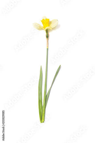 Yellow Daffodils. Narcissus flower on white