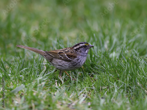 White-throated Sparrow Perched on Green Grass © FotoRequest