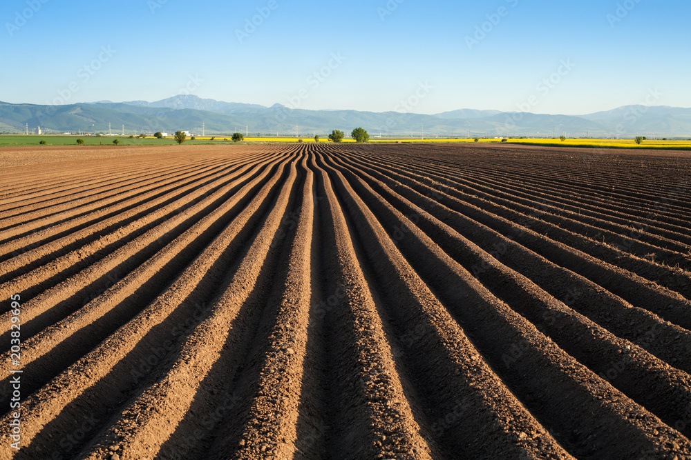 Potato field in the early spring after sowing - with furrows running towards the horizon