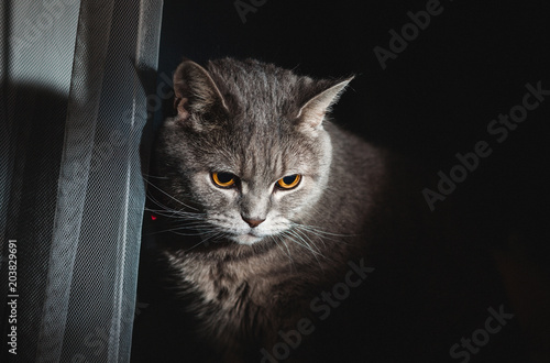 Angry cat looks ominously into the darkness © petrofff757