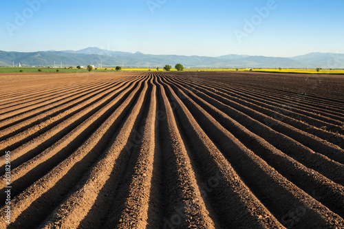 Photography Potato field in the early spring after sowing - with furrows running towards the