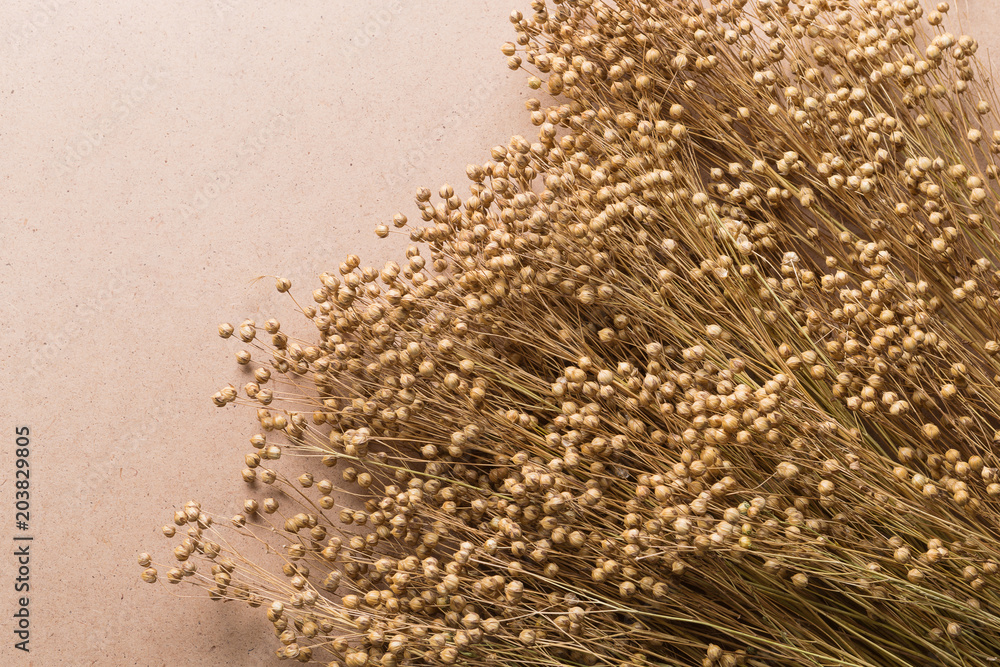 plant dry flax on a beige background, a bunch of flax, a lot of dry plants - obrazy, fototapety, plakaty 