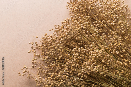 plant dry flax on a beige background, a bunch of flax, a lot of dry plants photo