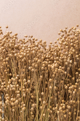 plant dry flax on a beige background, a bunch of flax, a lot of dry plants