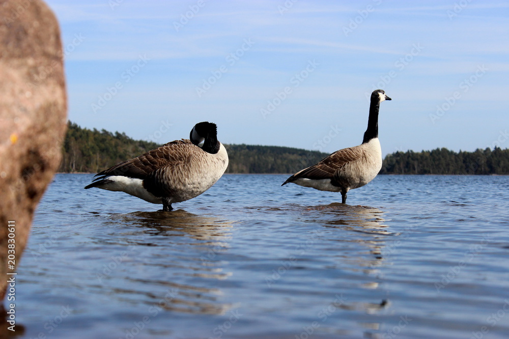 Obraz premium WatchGeese