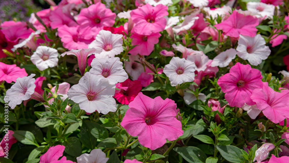 Flowers, garden, nature, spring Flowers, garden, nature, spring